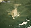 Baiji-swimming-on-water-surface