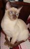 369px-Tonkinese_cat