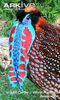 Male-Temmincks-tragopan-with-lappet-displayed