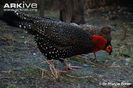 Western-tragopan-male-and-female