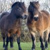 exmoor-pony_4_or-186x186