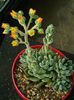 Echeveria setosa