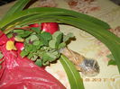 multumesc Angelica