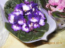 violete...