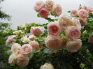 DSCN3417