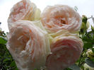 DSCN3416