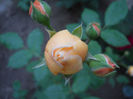 DSCN3407