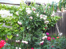 DSCN3389