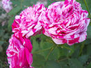 DSCN3381