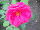 DSCN3376