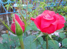 DSCN3357