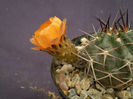 Acanthocalycium aurantiacum