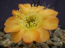 Acanthocalycium aurantiacum