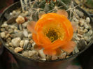 Acanthocalycium aurantiacum