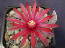 Gymnocalycium  baldianum