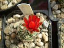 Gymnocalycium  baldianum