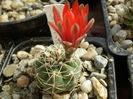Gymnocalycium  baldianum