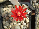 Gymnocalycium  baldianum