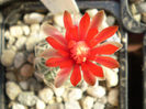 Gymnocalycium  baldianum