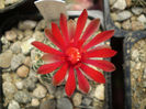 Gymnocalycium  baldianum