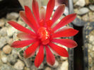 Gymnocalycium  baldianum