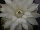 Gymnocalycium  damsii