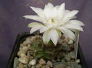 Gymnocalycium  damsii