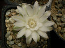 Gymnocalycium  damsii