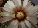 Gymnocalycium  necunoscut