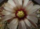 Gymnocalycium  necunoscut