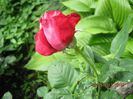 IMG_4653
