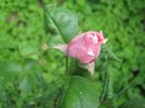 IMG_4696