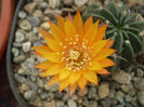 Lobivia akersii