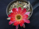 Lobivia roseiflora