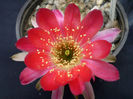 Lobivia roseiflora