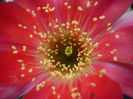 Lobivia roseiflora