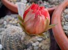 Lobivia sublimiflora