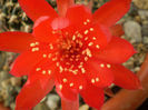 Lobivia tielgeliana