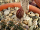 Lobivia tielgeliana