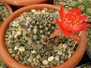 Lobivia tielgeliana
