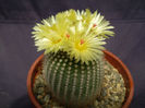 Notocactus scopa