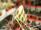 Thelocactus bicolor