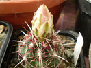 Thelocactus bicolor