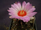 Thelocactus bicolor