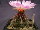 Thelocactus bicolor