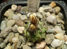 Turbinicarpus klinkerianus