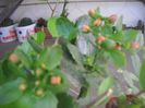 DSCN5753