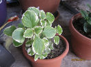 Plectranthus