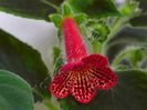 Kohleria Cecilia (ni)