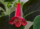Kohleria Cecilia (ni)